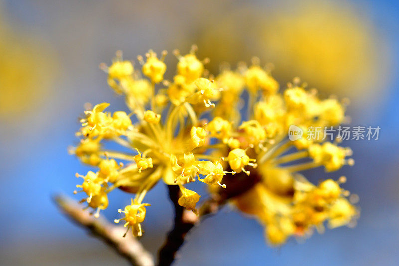 山茱萸/日本山茱萸花